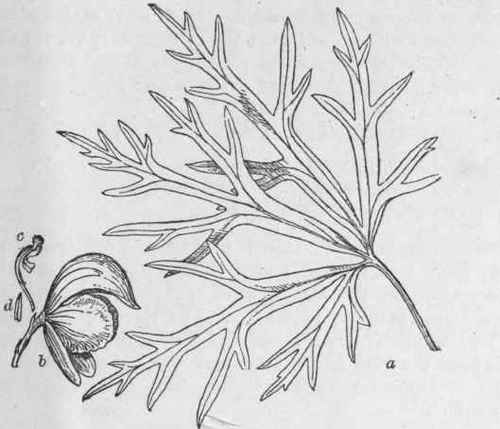 Fig. 103. Aconite herb. a, leaf; b, flower; c, d, petals. Three fourths natural size. (Holmes.)