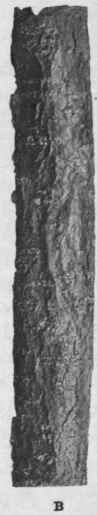 Fig. 124. Alder Buckthorn bark. A, young, B, older bark. Natural size.
