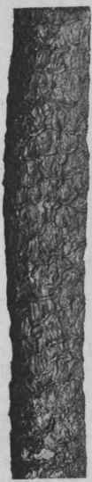 Fig. 133. Pale bark (G. officinalis), showing very numerous longitudinal and transverse cracks. Large specimen, natural size.
