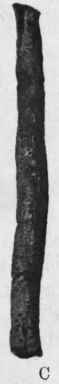 Fig. 139. Cascarilla bark. A, large; B, medium; C, small. All natural size.