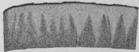 Fig. 140. Cascarilla bark. Transverse section. Magnified. (Berg.)