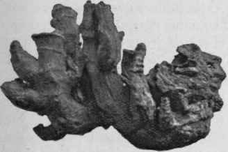 Fig. 149. Black Snakeroot, showing branches curving upwards and marked with leaf scars. Natural size.
