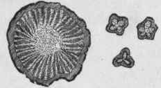 Fig. 150. Black Snake root. Transverse section through a branch of the rhizome, and through roots. Natural size. (Maisch.)