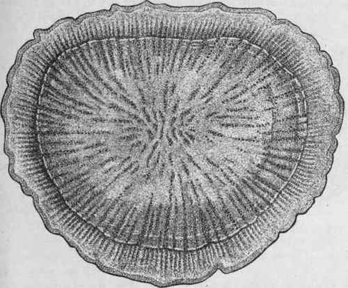 Fig. 152. Calumba root. Transverse section, magnified. (Moeller.)
