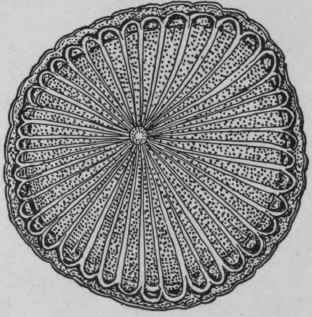 Fig. 153. Coscinium fenestratum. Transverse section of stem. Natural size. (Pharmaceutical Journal.)
