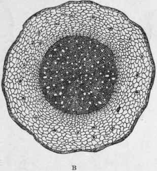 Fig. 167. Undulated Ipecacuanha (Richardsonia sp.). A, root, natural size. B, transverse section, magnified, showing porous wood. (Planchon and Collin.)