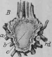 Fig. 170. Valerian rhizome. A, transverse, B, longitudinal section through the rhizome: a, bark; 6, wood; c, pith; rd, roots. Natural size. (Berg.)