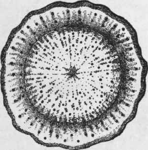 Fig. 172. Elecampane root. Transverse section, showing the distribution of the oil glands. Magnified. (Planchon and Collin.)