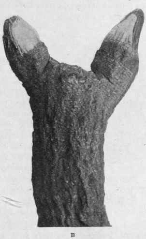 Fig. 179. Gentian root. A, root, showing surface with longitudinal wrinkles. B, rhizome, showing fine transverse lines (leaf scars), and dividing into two branches, each terminating in a bud. Natural size.