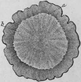 Fig. 180. Gentian root. Transverse section. a, bark; b, wood. Magnified 2 diam. (Berg.)