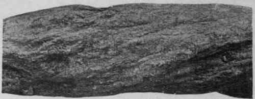 Fig. 181.   Portion of a small Scammony root. Natural size.