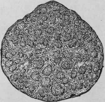 Fig. 182.   Scammony root. Transverse section. (Pharmaceutical Journal.)
