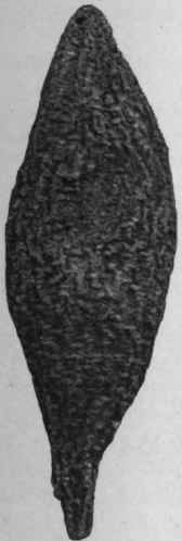 Fig. 183. Jalap root. Small specimen, natural size, showing the transverse lenticels.