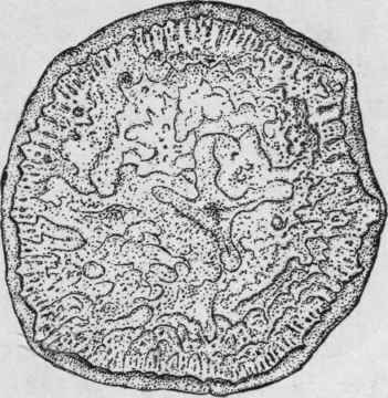 Fig. 184. Jalap root. Transverse section. Slightly reduced. (Pharmaceutical Journal.)
