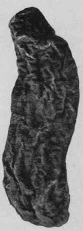 Fig. 185. Tampico Jalap root. Natural size.