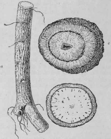 Fig. 186. Belladonna root, a, portion of young root, natural size; b, transverse section of the same, magnified; c, transverse section of the upper part of the root, magnified. (Holmes).