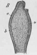Fig. 201. Ginger. A, transverse section through the rhizome, magnified 3 diam. B, longitudinal section through a branch, natural size. o, cortex; v, endo dermis; b, stele. (Berg.)