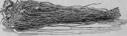Fig. 209. Bundle of Vera Cruz Sarsaparilla. (Pereira.)