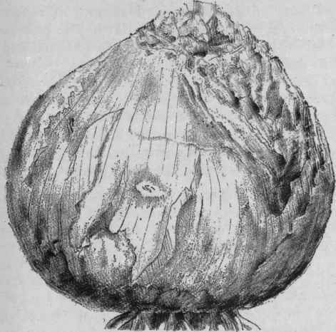 Fig. 210. Squill bulb, reduced. (Bentley and Trimen.)
