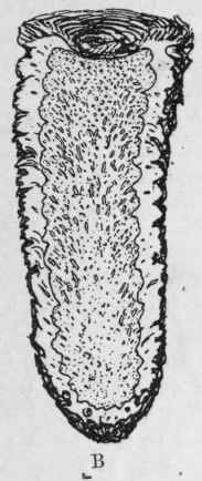 Fig. 211. White Hellebore rhizome. A, rhizome with roots. B, longitudinal section of rhizome. Natural size. (Pharmaceutical Journal.)