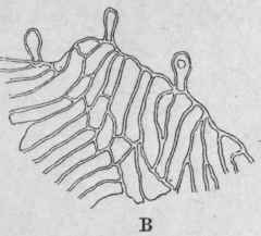 Fig. 216. A, margin of scale from petiole of A. Filix mas; B, from that of A. spinulosum. Magnified. (Lauren.)
