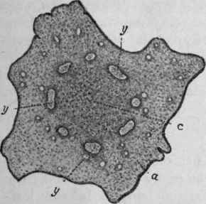 Fig. 217. Male Fern rhizome. Transverse section, magnified 3 diam. y, steles. (Berg.)