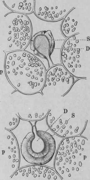 Fig. 218. Intercellular spaces in the rhizome of Male Fern, showing the secreting glands, D, and secretion, S. p, cortical parenchyma containing starch grains. Magnified 240 diam. (Vogl.)