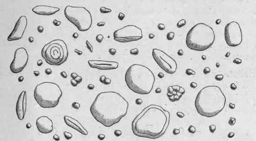 Fig. 219. Wheat Starch. Magnified 300 diam. (Tschirch.)