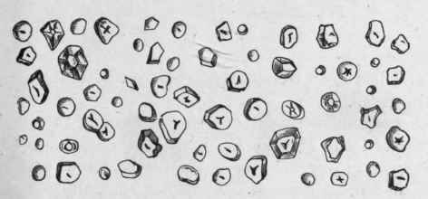Fig. 220. Maize Starch. Magnified 300 diam. (Tschirch.)