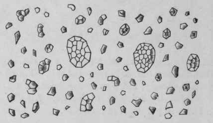 Fig. 221. Rice Starch. Magnified 300 diam. (Tschirch.)