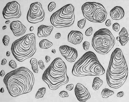 Fig. 222. Potato Starch. Magnified 300 diam. (Tschirch.)
