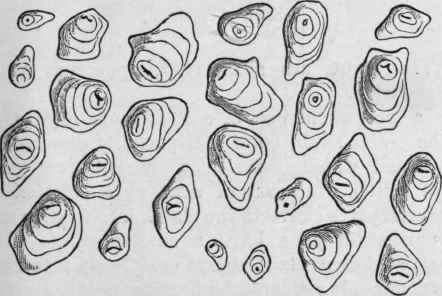 Fig. 223. Maranta Starch. Magnified 300 diam. (Tschirch.)