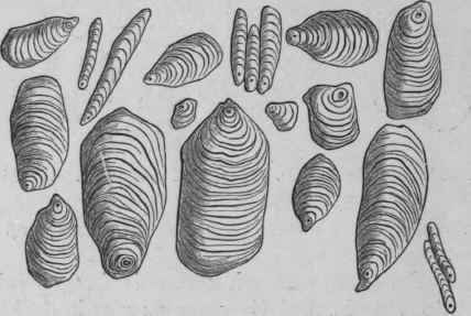 Fig. 224. Curcuma Starch. Magnified 300 diam. (Tschirch.)