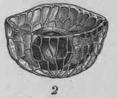 Fig. 227. Lupulin. 1 and 2, side views; 3, seen from below. Magnified 100 diam. (Vogl.)