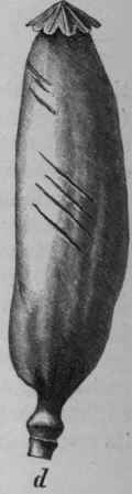 Fig. 233. Opium. Poppy capsules, showing the different methods of incising. (Vogl, from specimens in the Museum of the Pharmacological Institute, Vienna.)
