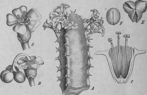 Fig. 236. Euphorbia resinfera. A, flowering branch, natural size. B and C, staminate, D, pistillate flower, magnified. E, fruit, and F, seed, magnified. (Luerssen, after Berg and Schmidt.)