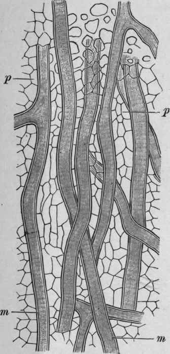 Fig. 237. Laticiferous cells in the stem of Euphorbia resinifera. p, parenchyma ; m, laticiferous cells. Magnified. (Tschirch.)