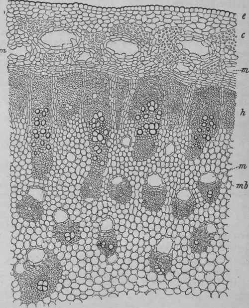 Fig. 243. Transverse section through a portion of the stem of Ferula galbaniflua, showing the distribution and structure of the gum resin ducts, e, epidermis; c, collenchyma; m, gum resin ducts; h, wood; mb, bundles in pith; magnified. (Tschirch.)