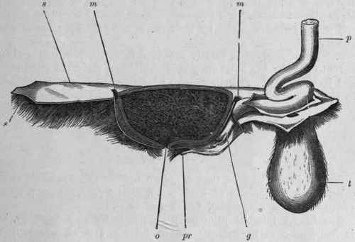 Fig. 248.   Musk pod and generative organs of the male Musk Deer. s, skin; p, penis; t, scrotum; g, gland of the penis; pr, preputial orifice; o, orifice of the musk sac; m, muscular coat of musk sac. (Moeller, after Brandt.)