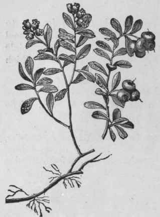 Fig. 28. Bearberry. Reduced to about one fourth natural size. (Maisch.)