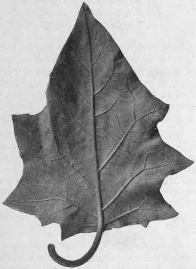 Fig. 32.   Thornapple leaf. Under surface, showing the venation. Natural size.