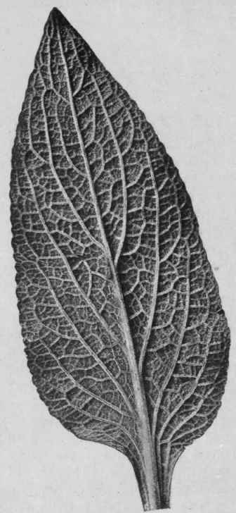Fig. 35. Foxglove leaf. Under surface, showing the lower veins decurrent in the petiole. About two thirds natural size.