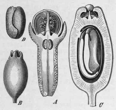 Fig. 38. Clove (Eugenia caryophyllata).