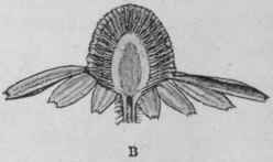 Fig. 39. Single chamomile. A, entire; B, cut vertically, showing the solid, conical receptacle. Natural size. (Bentley and Trimen.)