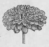 Fig. 40. Double chamomile. Natural size. (Bent ley and Trimen.)