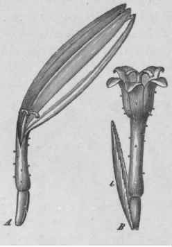 Fig. 41. Chamomile (Anthemis nobilis). A, ray floret, magnified 4 diam. B, disc floret with bract (b), showing external glands; more highly magnified. (Luerssen.)