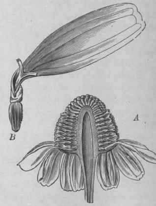 Fig. 42. German chamomile (Matricaria Chamomilla). A, flowerhead cut vertically. B, ray floret, magnified. (Moeller.)
