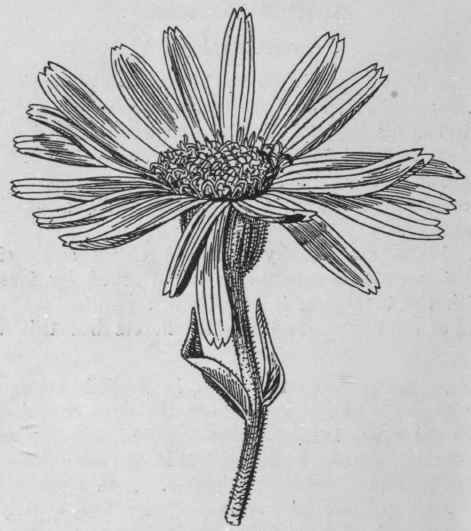 Fig. 43. Arnica flower. Natural size. (Pharmaceutical Journal.)