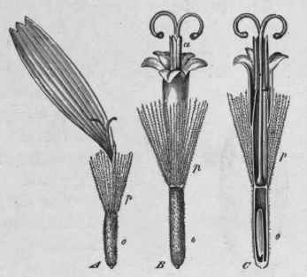 Fig. 44. Arnica flowers. A, ray floret. B, disc floret. C, the same, cut vertically: o, ovary; p, pappus; a, anthers. All magnified. (Luer ssen.)