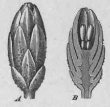 Fig. 45. Flowerhead of Artemisia. A, entire, showing imbricated bracts with external glands: B, cut longitudinally, showing florets. Magnified.